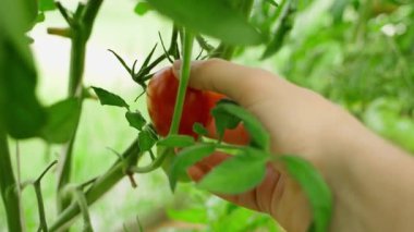 Çiftlikteki kırmızı domatesleri elle topluyorlar, yakın plan. Yüksek kalite 4k görüntü