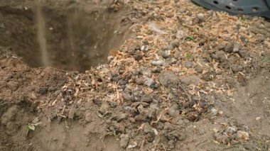 Sebze bahçesi yatağının toprağını tavuk gübresiyle karıştırmak, yakın plan. Bir kürekle sebze bahçesini kazmak. Yüksek kalite 4k görüntü