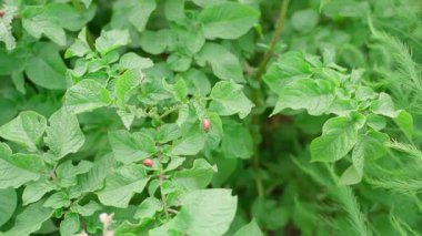 Patates yapraklı Colorado patates böceği larvası, en iyi manzara. Yüksek kaliteli FullHD görüntüler