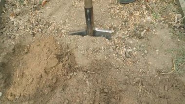 Sebze bahçesi yatağının toprağını tavuk gübresiyle yavaş çekimde kazmak. Toprağı doğal gübrelerle karıştırmak. Yüksek kaliteli FullHD görüntüler