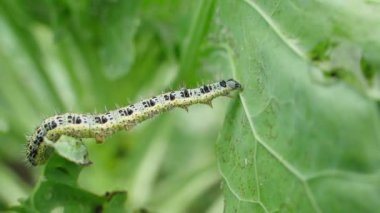Pieris sutyen tırtılı bulanık bir arka planda lahana yaprağının üzerinde sürünüyor. Yüksek kaliteli FullHD görüntüler