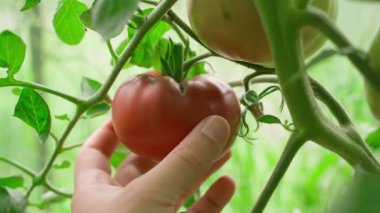 Seradaki bir yatağın üzerinde olgun bir domates topluyorum, yakın plan. Yüksek kalite 4k görüntü