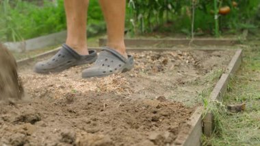 Kürekle bahçe yatağı kazmak, yakın plan. Yatağın toprağını tavuk pisliği ve talaşla karıştırmak. Yüksek kalite 4k görüntü