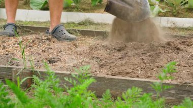 Kürekle bahçe yatağı kazmak, yakın plan. Yatağın toprağını tavuk pisliği ve talaşla karıştırmak. Yüksek kalite 4k görüntü