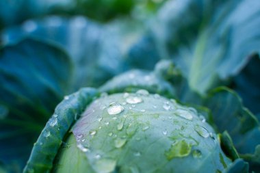 Su büyüyen beyaz lahanaya damlıyor, yakın plan..