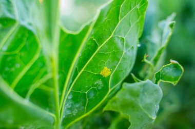 Lahana yaprağının altındaki küçük sarı yumurtalar, yakın plan..