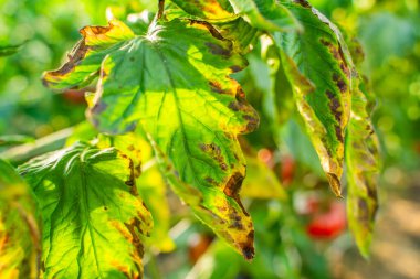Bir sebze bahçesindeki Phytophthora istilasından etkilenen domates yaprakları, yakın plan..