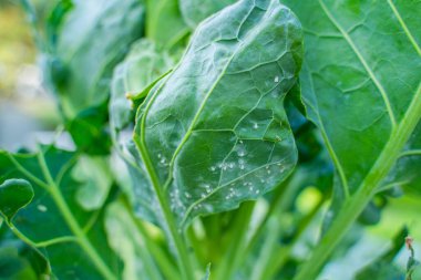 Brüksel yapraklarının altında beyaz sinekler, yakın plan..