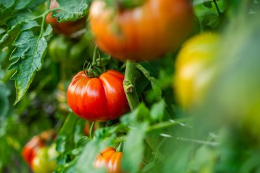 Sebze bahçesinde yetişen kırmızı domatesler..