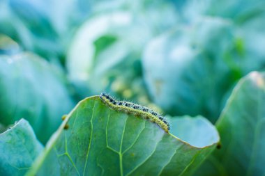 Pieris sutyen tırtılı lahana yaprakları yiyor, yakın plan. Bahçedeki sebze haşereleri.