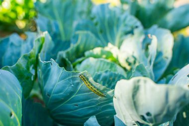 Pieris sutyen tırtılı lahana yaprakları yiyor, yakın plan. Bahçedeki sebze haşereleri.