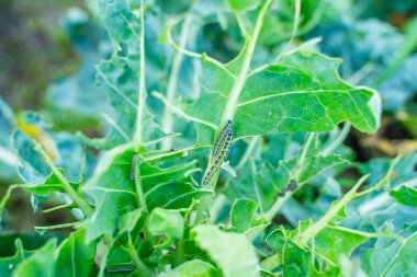 Pieris sutyen tırtılları Brüksel lahanası yaprakları yiyor, yakın plan. Bahçedeki sebze haşereleri.