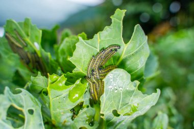 Brüksel lahanası yaprakları yiyen bir sürü tırtıl var..