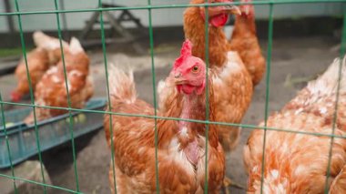 Lohmann Brown tavukları çitin arkasında koşuyor, yakın plan. Yüksek kaliteli FullHD görüntüler