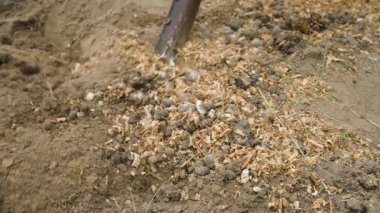 Tavuk gübresi, sebze bahçesindeki toprakla karıştırılır. Yakın plan. Sebze bahçesini kazmak için bir kürek kullanılır. Yüksek kalite 4k görüntü