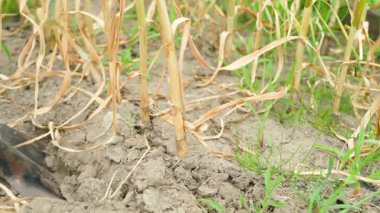 Sebze bahçesinde sarımsak hasadı kazmak, yakın plan. Yüksek kalite 4k görüntü