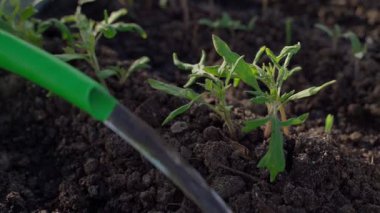 Sulama kutusundan sulanan küçük domates fideleri, yakın plan. Yüksek kaliteli FullHD görüntüler