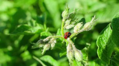 Patates sapında Colorado patates böceği larvası, güneşli bir günde yakın plan. Yüksek kaliteli FullHD görüntüler