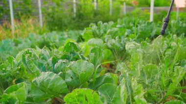 Aşırı büyümüş Brüksel lahanalı bir sebze bahçesi haşerelere ve hastalıklara karşı böcek ilacı sıkar. Yüksek kaliteli FullHD görüntüler