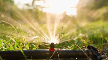 Çim sulamanın yakın çekimi günbatımının arka planında, yavaş çekimde açıldı. Yüksek kaliteli FullHD görüntüler