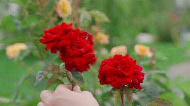 Bahçıvan gül bahçesinde olgunlaşmış gül çiçeklerini kesiyor, yakın plan. Yüksek kalite 4k görüntü