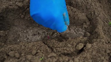 Lastik eldivendeki bir el yatağa yeşil salatalık tohumu eker, yakın plan. Yüksek kaliteli FullHD görüntüler