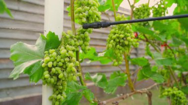 Olgunlaşmamış üzümleri üzüm bağına sprey sıkarak, yakın plan. Yüksek kaliteli FullHD görüntüler