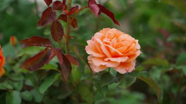 Bahçıvan gül bahçesinde olgunlaşmış gül çiçeklerini kesiyor, yakın plan. Yüksek kalite 4k görüntü