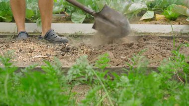 Bahçe yatağını kürekle kazın ve tavuk gübresi serpin. Bahçe toprağını gübrelemek. Yüksek kalite 4k görüntü