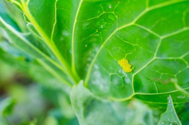 Lahana yaprağının altındaki küçük sarı yumurtalar, yakın plan..