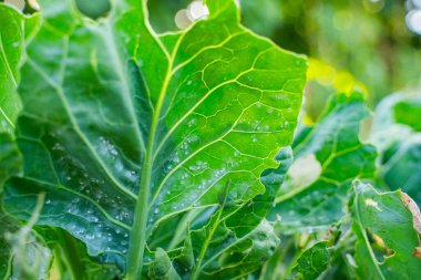 Brüksel yapraklarının altında beyaz sinekler, yakın plan..