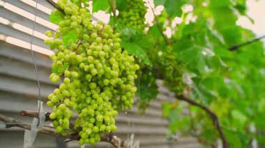 Mantar hastalığından etkilenen üzümler yavaş çekimde özel bir ajanla spreylenir. Yüksek kaliteli FullHD görüntüler