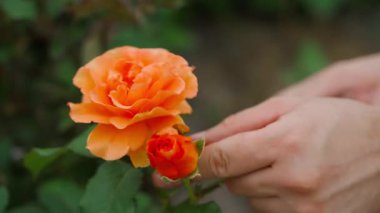 Portakal çiçeği açan gül kesiliyor, yakın plan. Yüksek kalite 4k görüntü