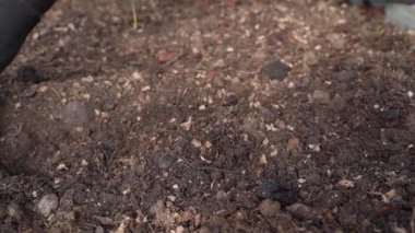 Mavi kauçuk eldivenli bir kadın, seradaki yatağın üzerindeki toprağı yavaş çekimde düzleştirir. Yüksek kaliteli FullHD görüntüler