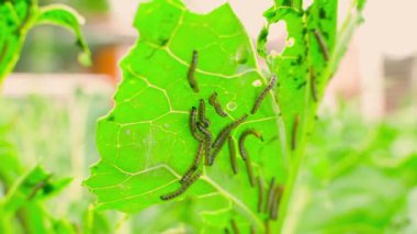 Bir sürü tırtıl sebze bahçesinde lahana yaprağı yiyor. Yüksek kaliteli FullHD görüntüler