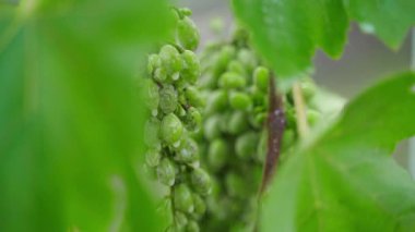 Mantar hastalığından etkilenen üzümler yavaş çekimde özel bir ajanla spreylenir. Yüksek kaliteli FullHD görüntüler