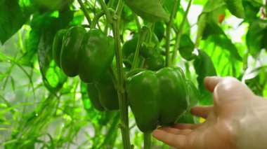 Seradaki bir yatakta büyüyen yeşil dolma bibere dokunuyor, yakın plan. Çiftçi sebze yetiştirmeyi değerlendirir. Yüksek kalite 4k görüntü