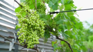 Genç bir üzüm bağı haşerelere ve hastalıklara sprey sıkılmış. Taze üzüm yetiştirmeye özen gösterin. Yüksek kaliteli FullHD görüntüler