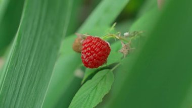 Olgun kırmızı ahududular toplanıyor, yakın plan. Böğürtlen topluyorum. Yüksek kalite 4k görüntü