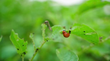 Colorado patates böceği larvası patates yaprakları yiyor. Arka plan bulanık. Yüksek kaliteli FullHD görüntüler