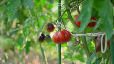 Sebze bahçesi yatağında olgun kırmızı domates, yakın plan. Yüksek kaliteli FullHD görüntüler