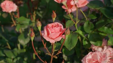 Pembe gülün etrafında düzgün bir kamera hareketi, yakın plan. Yüksek kaliteli FullHD görüntüler