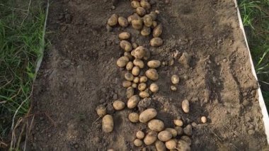 A dug crop of yellow potatoes in a vegetable garden, top view. High quality FullHD footage
