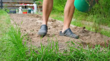 Gardener spreading chicken manure from a bucket onto the garden bed. Natural soil fertilization of the garden bed. High quality 4k footage