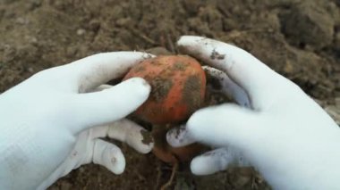 Hands in white gloves assessing potato harvest, close-up. High quality 4k footage