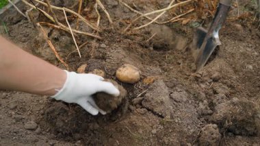 Male hands in white gloves showing freshly dug potatoes, close-up. High quality 4k footage