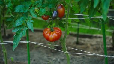 Ripe red tomato hanging on a tomato plantation, close-up. Smooth camera movement. High quality FullHD footage