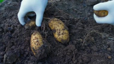 Hands in white gloves picking white potatoes from the soil of a vegetable garden bed, close-up. High quality 4k footage
