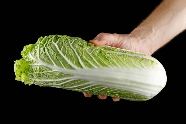 Beijing Cabbage Close Hand — Stock Photo, Image