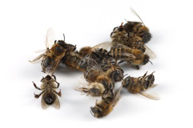 Dead bees on a white background. Lots of dead bees.